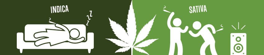 Cannabis sativa vs indica effets